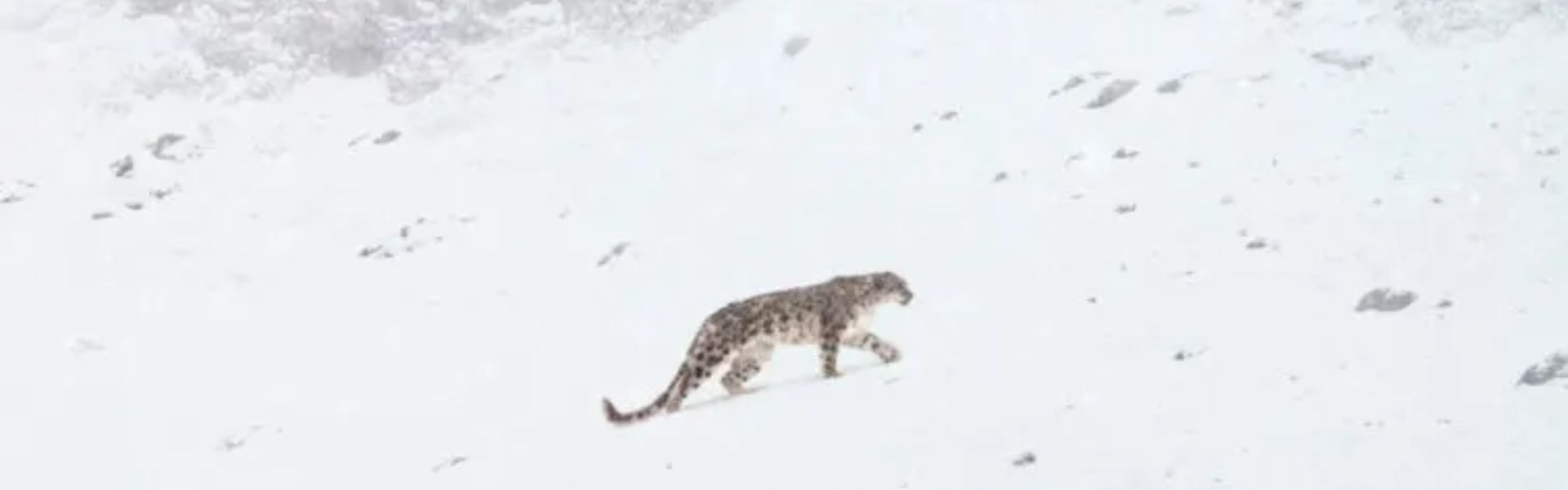 Luci della montagna al cinema – 19 giugno