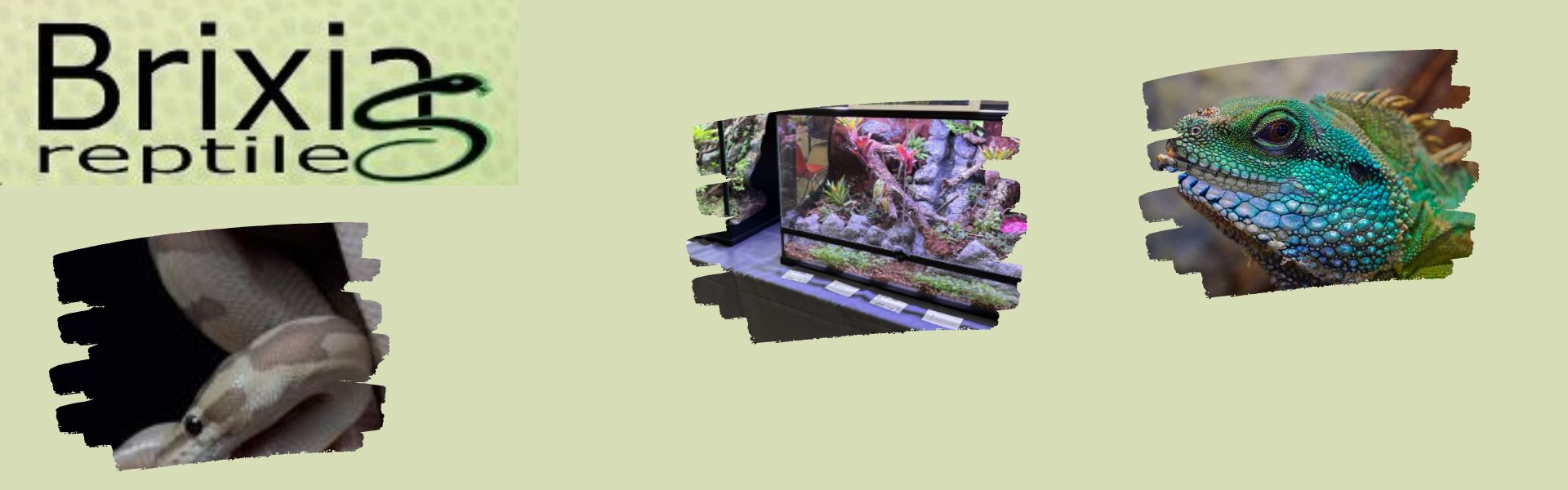 Brixia Reptiles