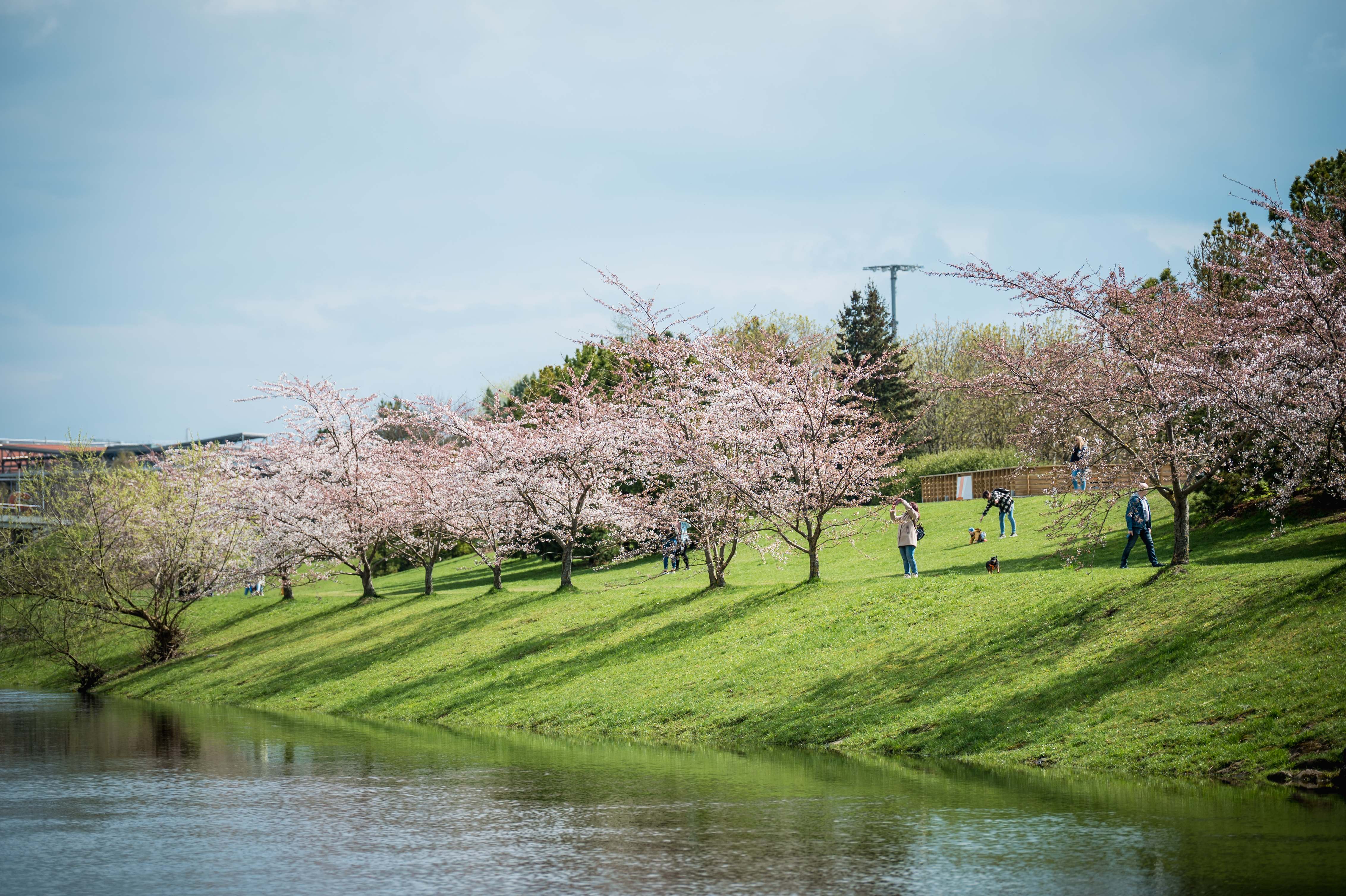 /Comune%20di%20Kaunas