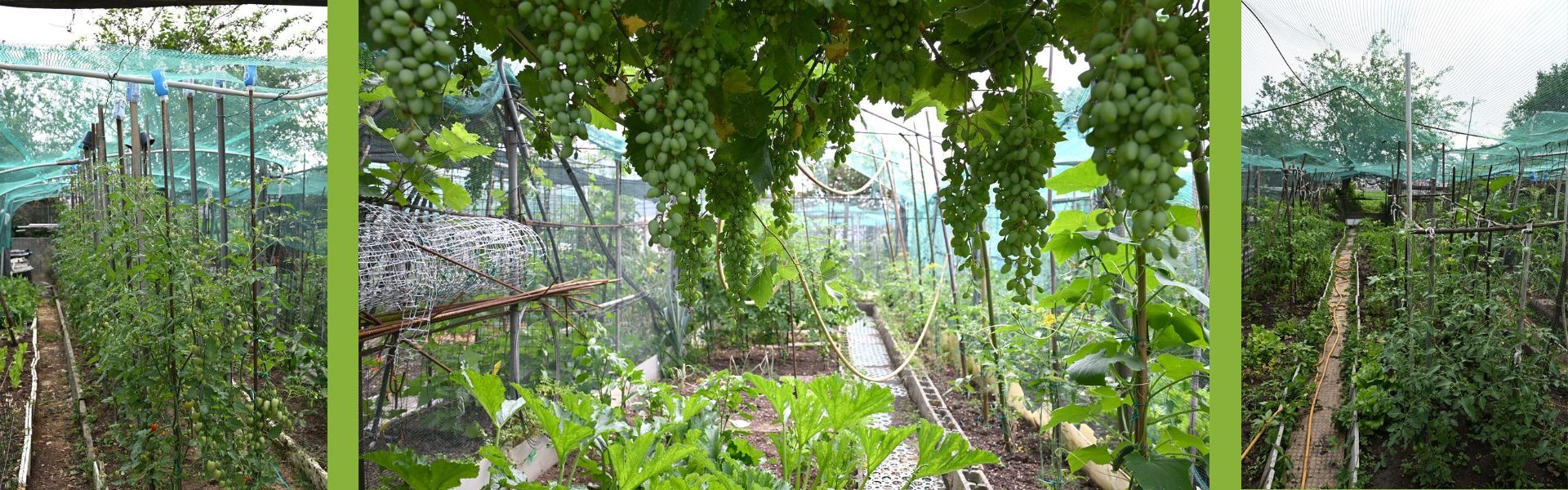 Orti sociali via Cimabue