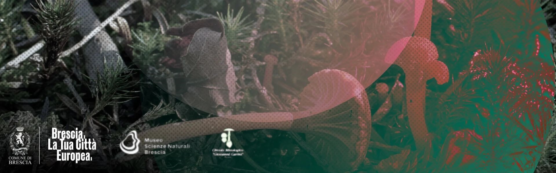 Corso formazione micologica