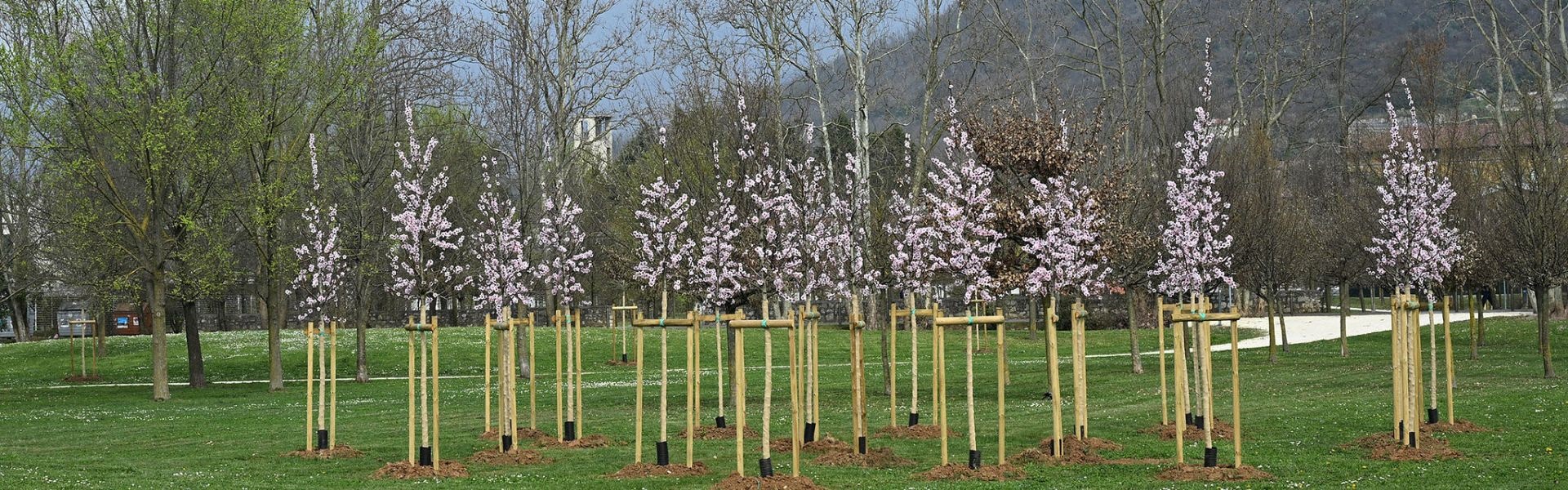 100 Alberi in ogni quartiere. Italmark